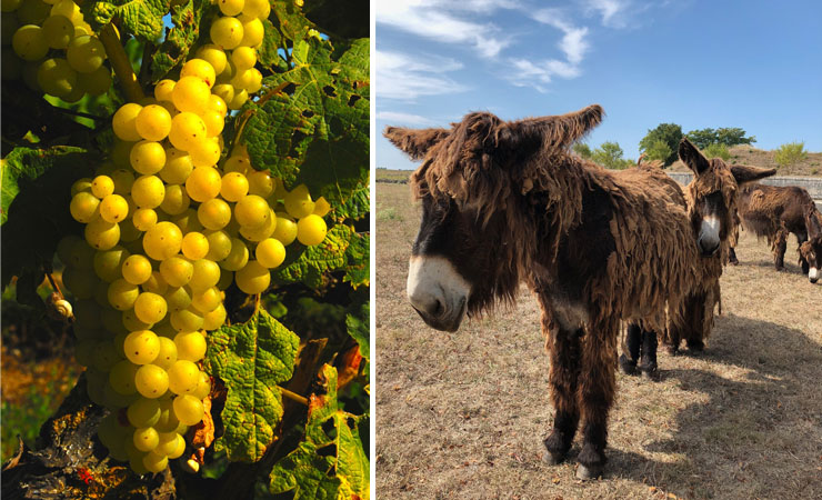 vignes et ânes