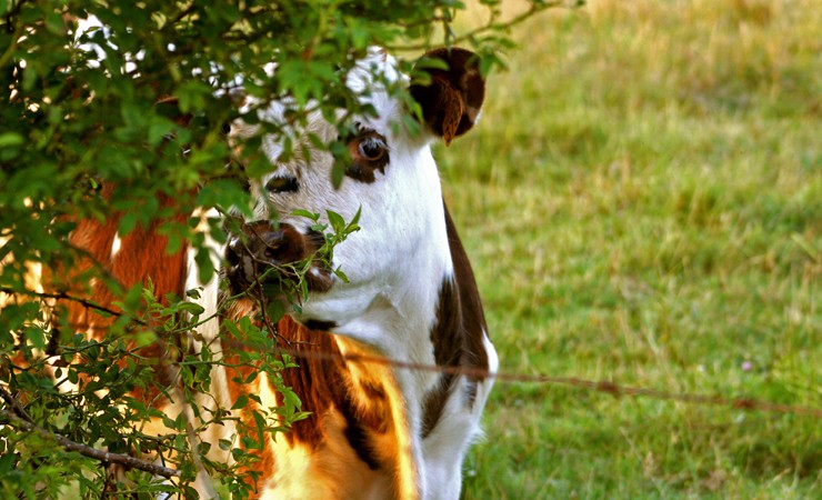 Vache Normande