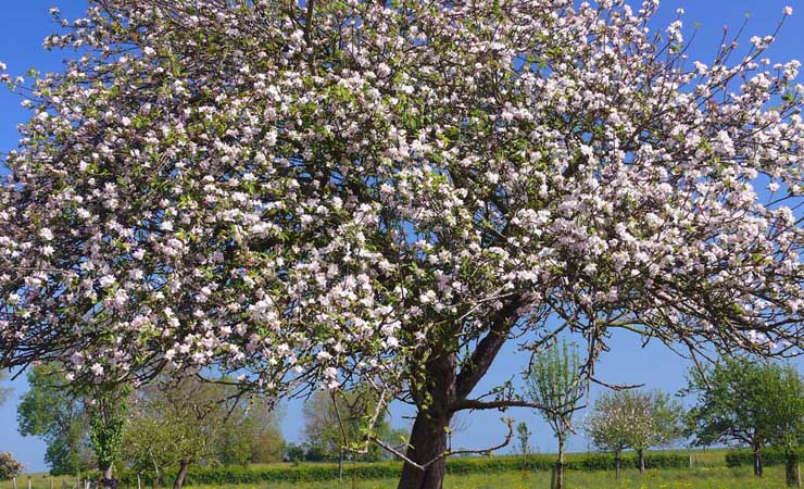 pommier en fleur