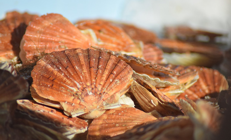 Coquille St Jacques