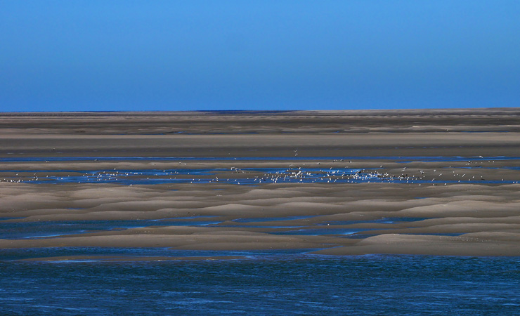 Baie de Somme oiseaux