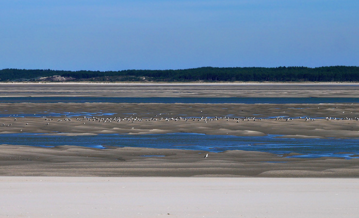 Baie de Somme oiseaux