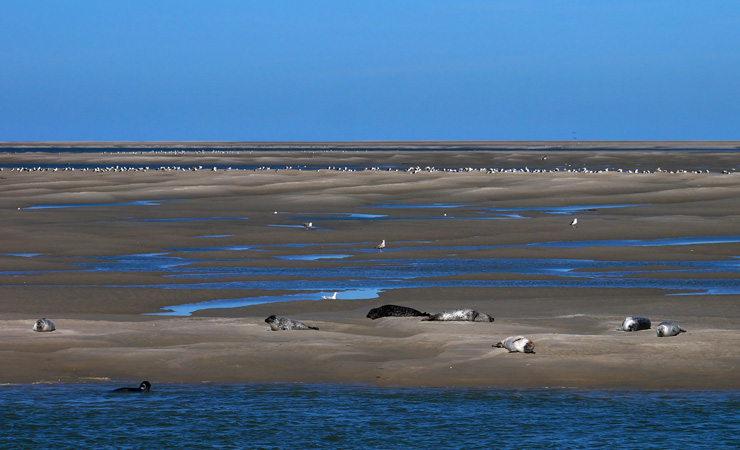 Baie de Somme phoques