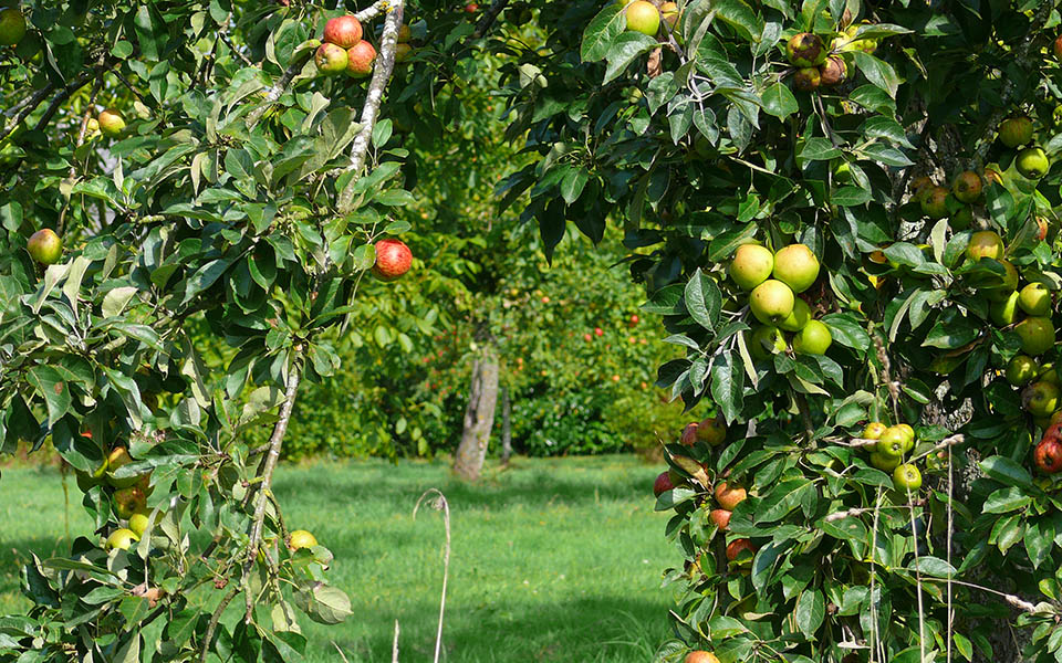 pommiers du Calvados