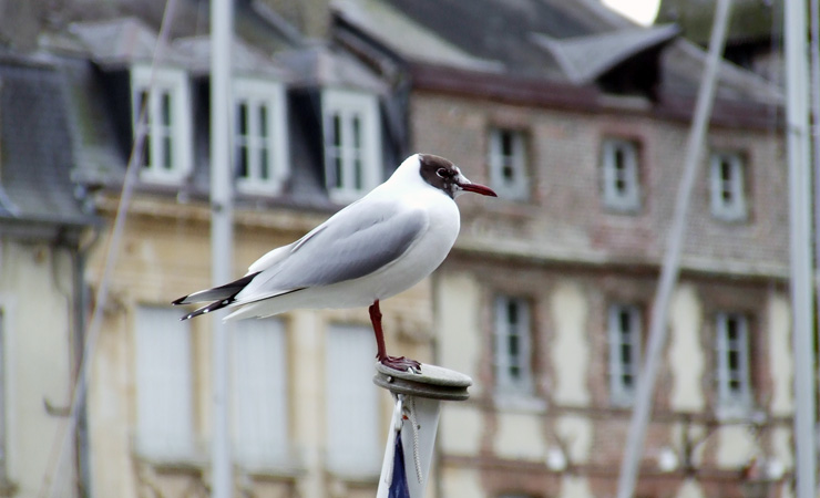 mouette normande