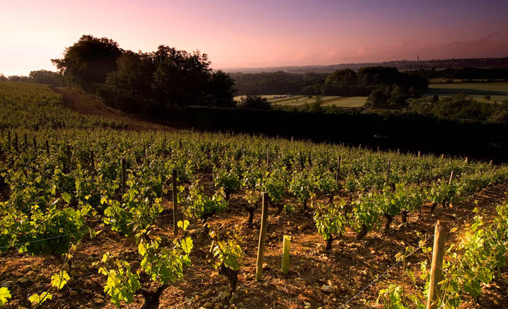 vignobles de Vouvray