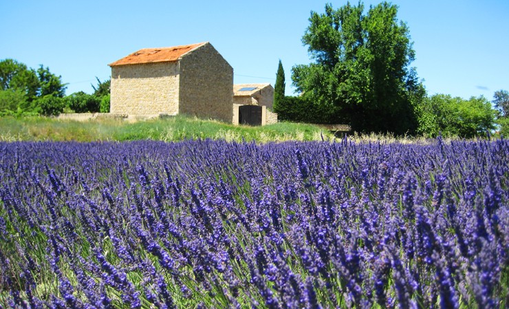 Lavande