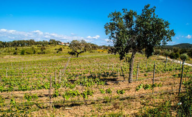 A Serenada Enoturismo - Grandola