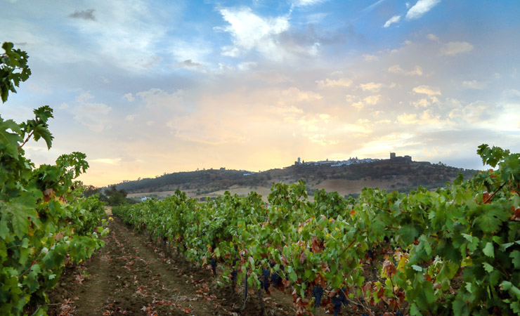 Vignes (Monsaraz)