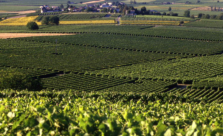 vignes de Charente
