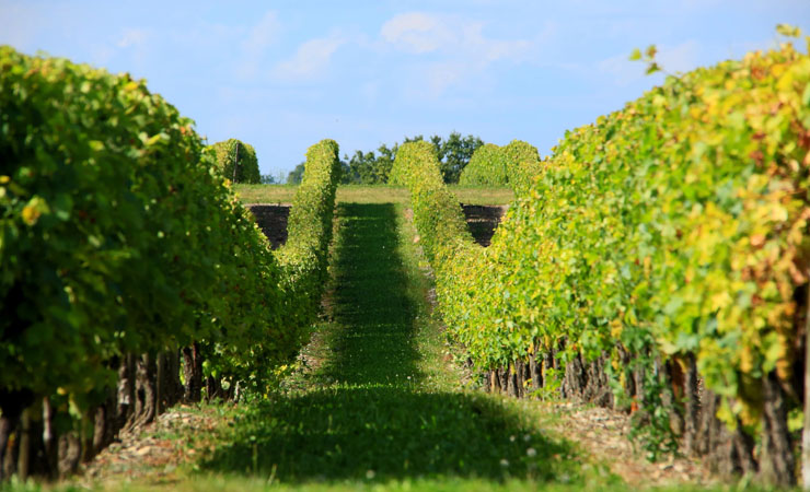 vignes de Charentes