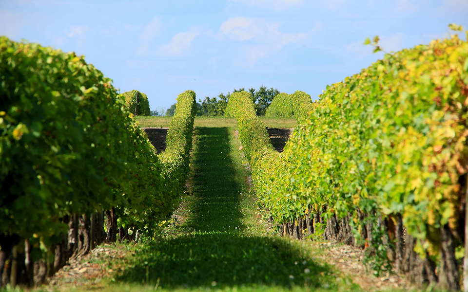 vignes de Charentes