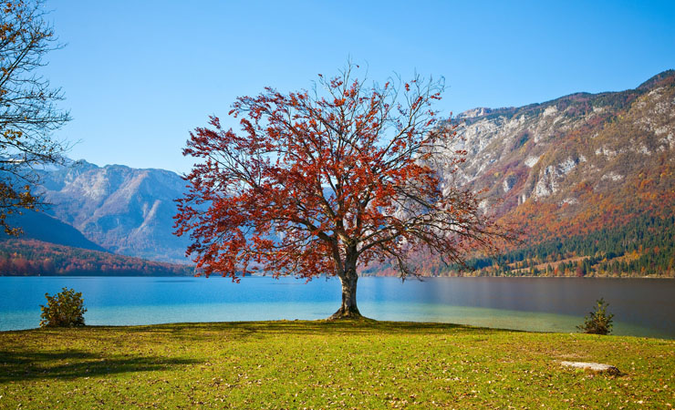 Bohinj