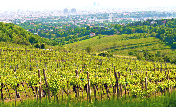 Kahlenberg - vignobles