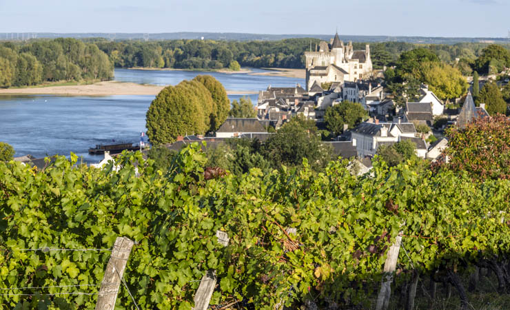 Vignes à Montsoreau