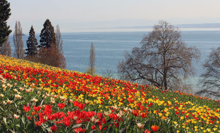 Ile de Mainau