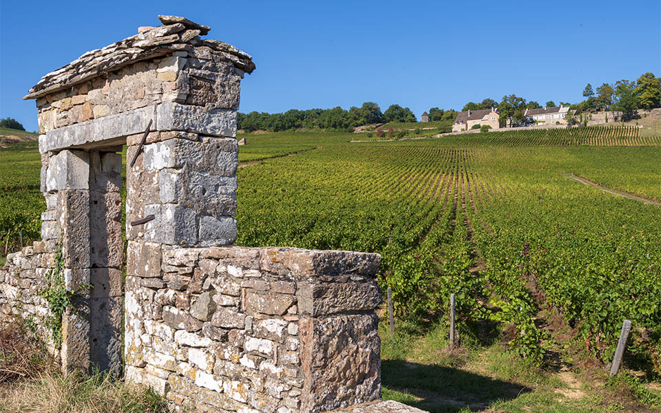 Givry - vignobles