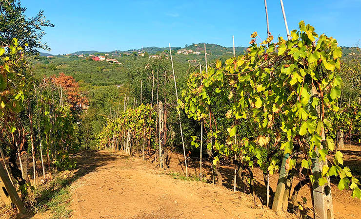 Toscane - Montecatini - Vinci