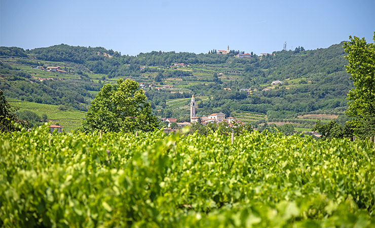 Vénétie - vignoble