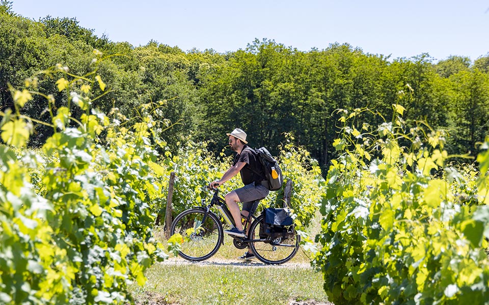 Balade dans les vignobles