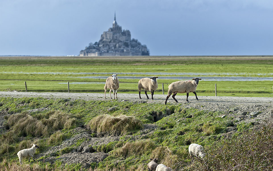 Prés salés du Mont-Saint-Michel