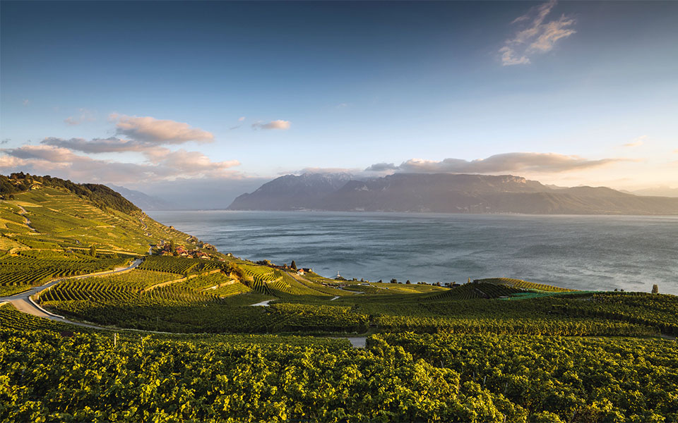 Vignes LAVAUX