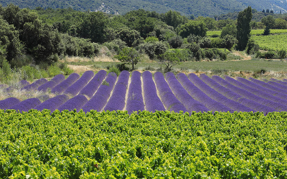 Lavande et vignes