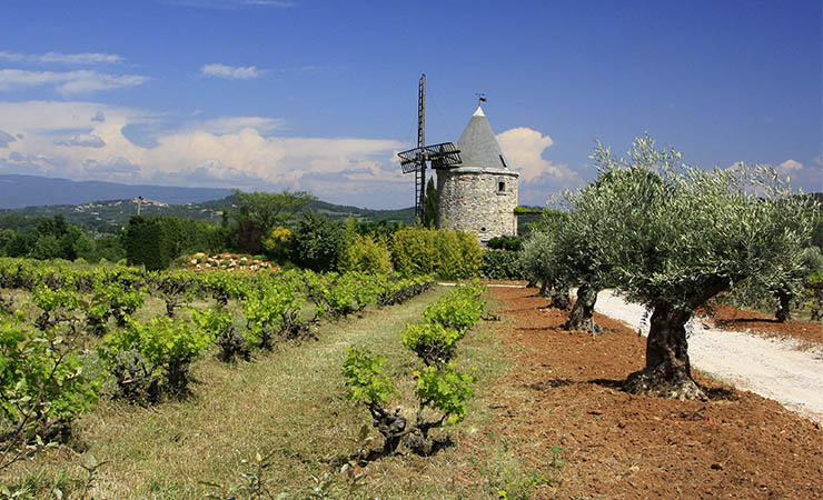 Moulin, vignes et oliviers du côté de Gordes