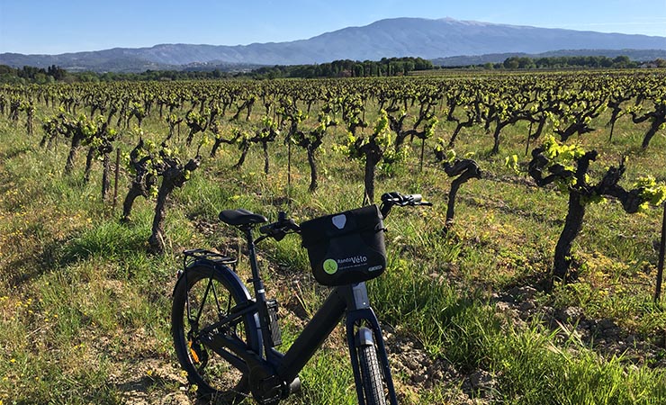 vignobles et Mont Ventoux